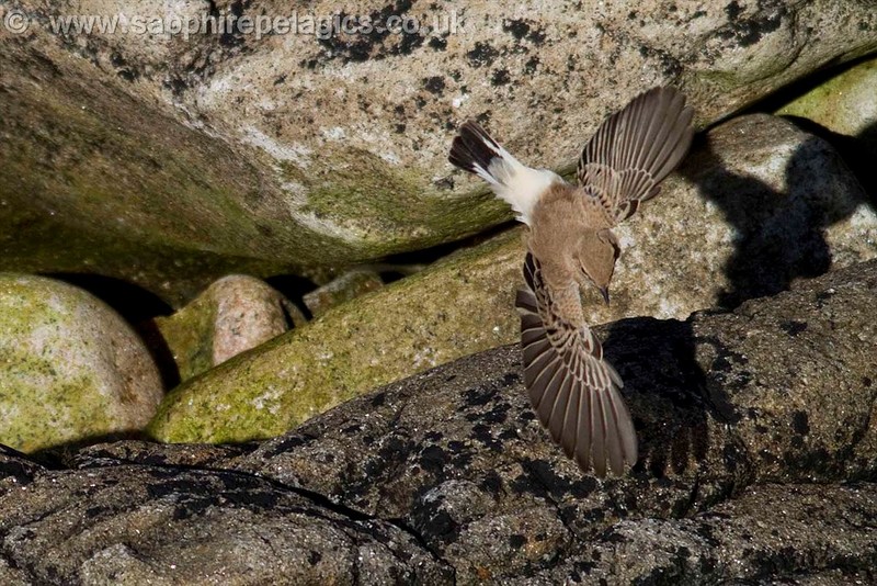 Western Black-eared Wheatear