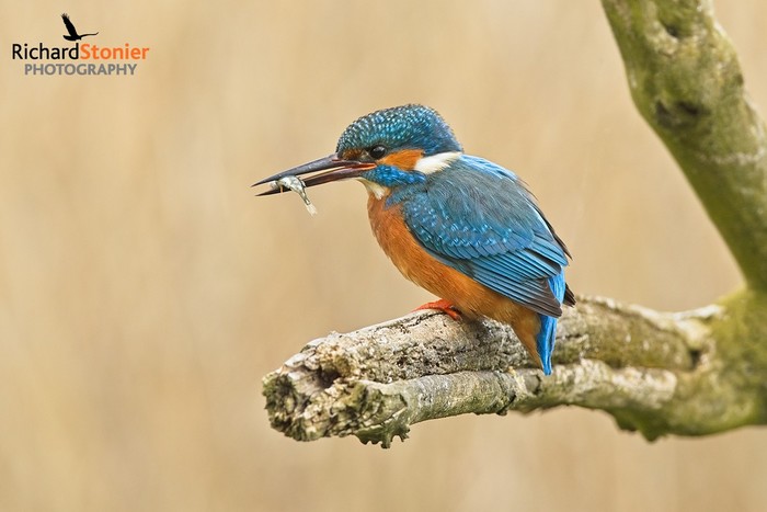 Kingfisher