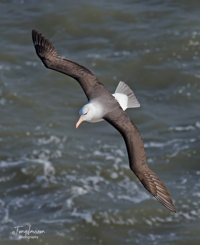 Black-browed Albatross