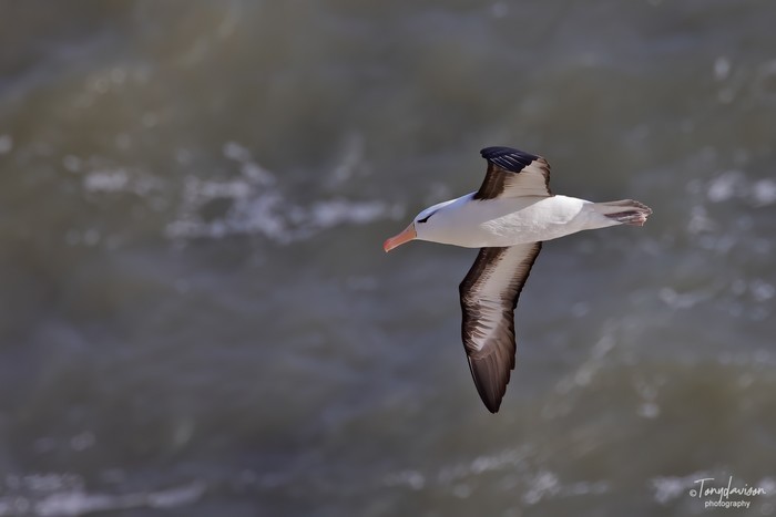 Black-browed Albatross