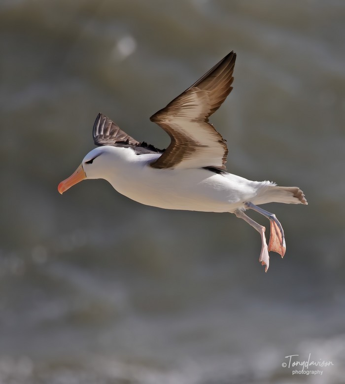 Black-browed Albatross