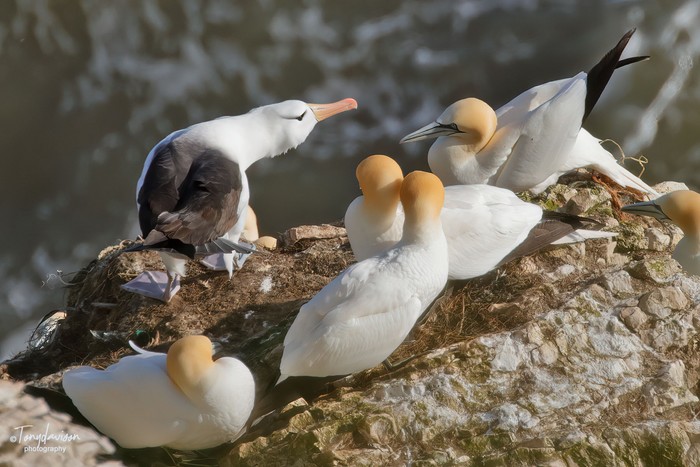 Black-browed Albatross