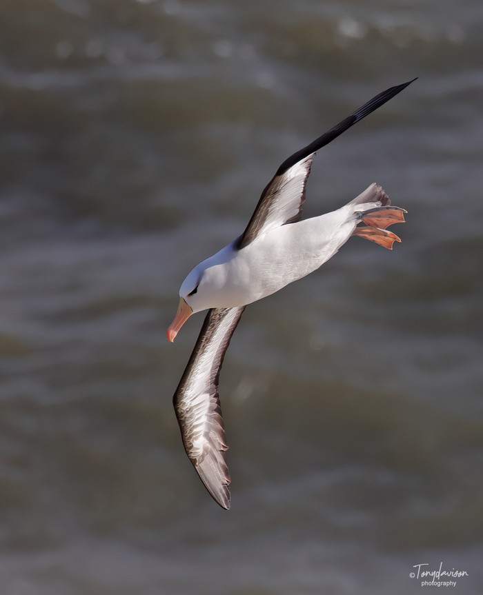 Black-browed Albatross