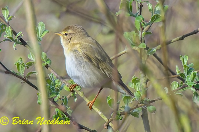 Willow Warbler