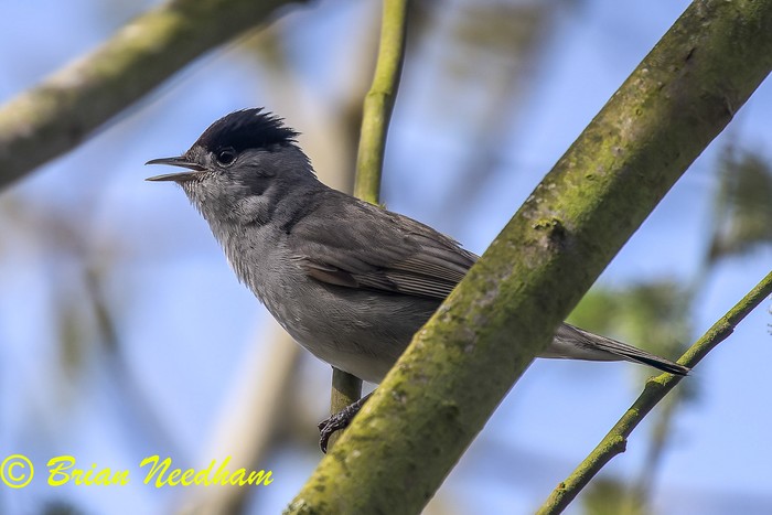 Blackcap