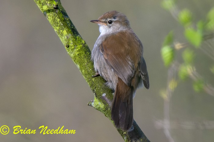 Cetti's Warbler
