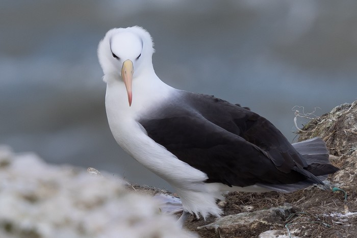 Black-browed Albatross