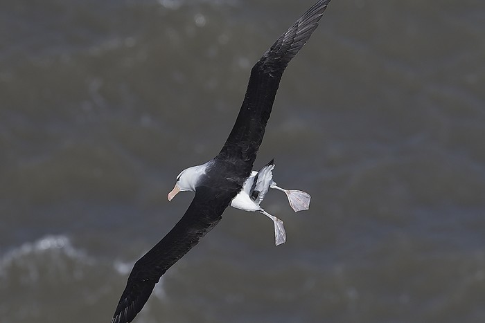 Black-browed Albatross