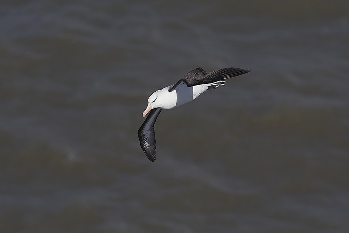 Black-browed Albatross