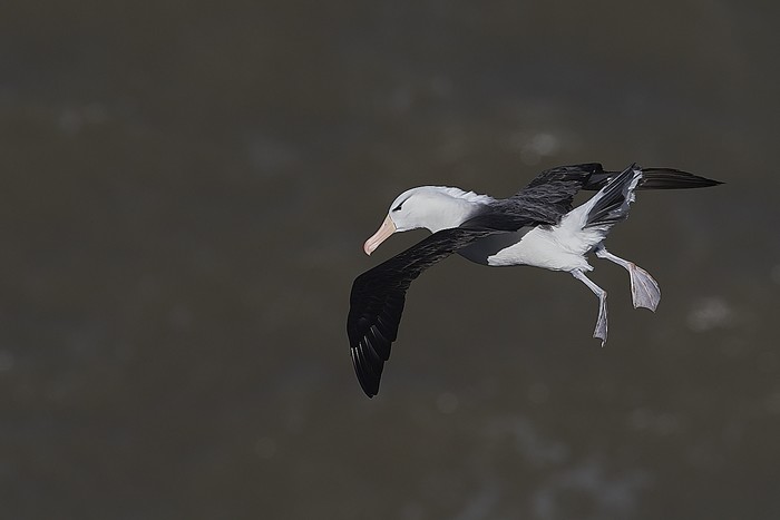 Black-browed Albatross