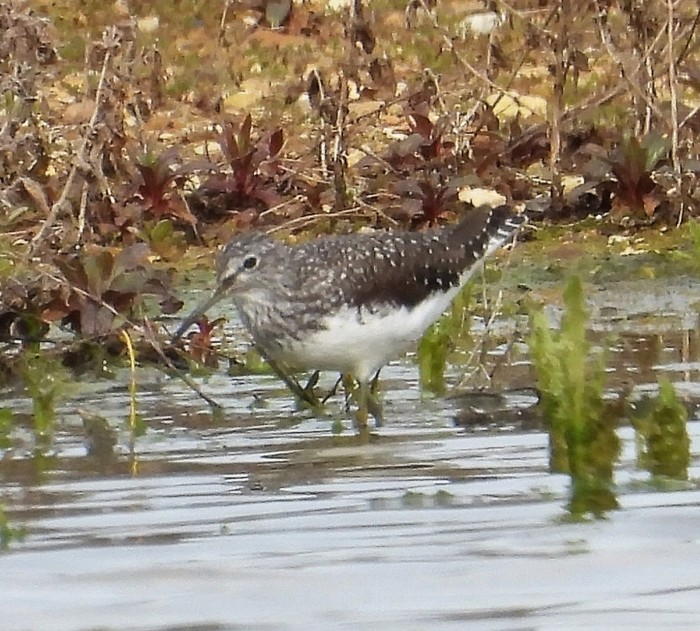 Green Sandpiper
