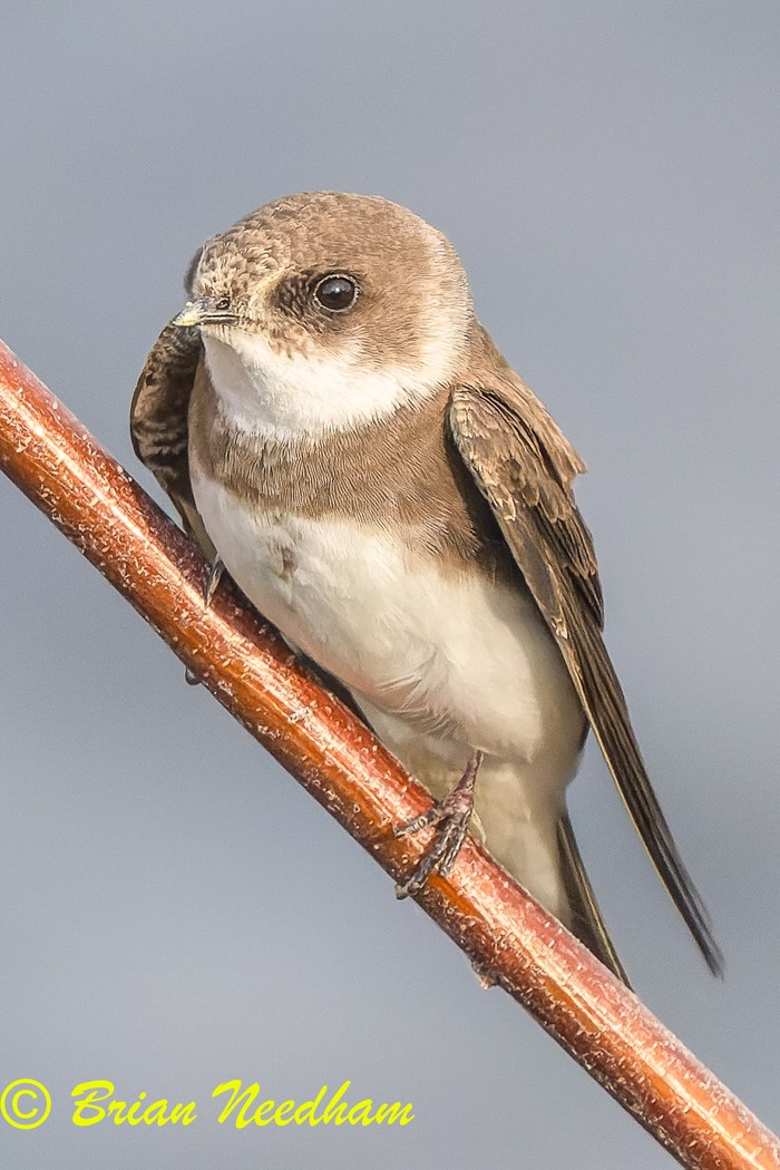 Sand Martin