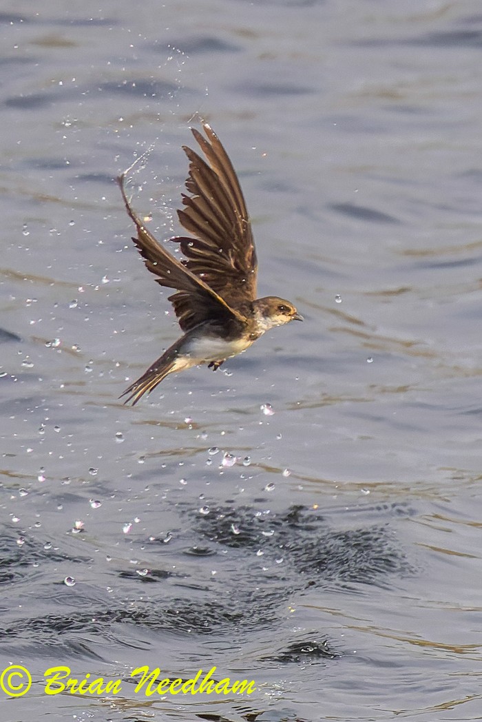 Sand Martin