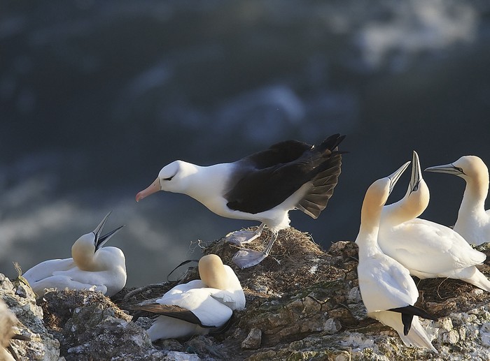 Black-browed Albatross