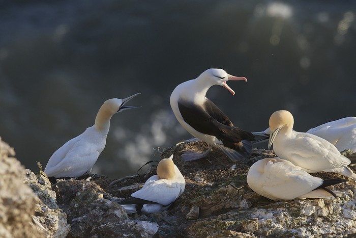 Black-browed Albatross