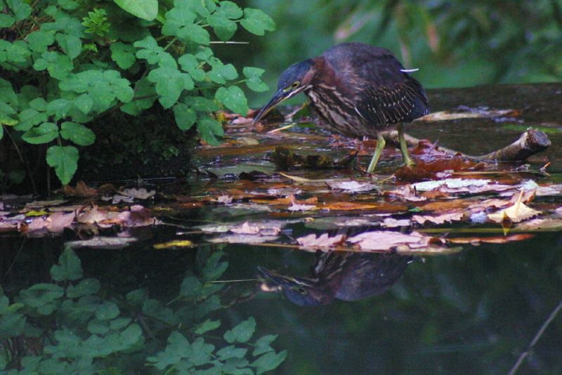Green Heron
