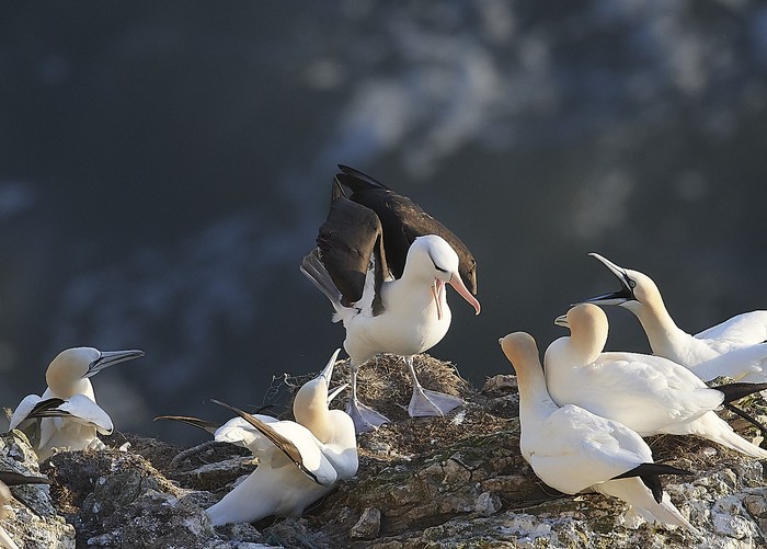 Black-browed Albatross