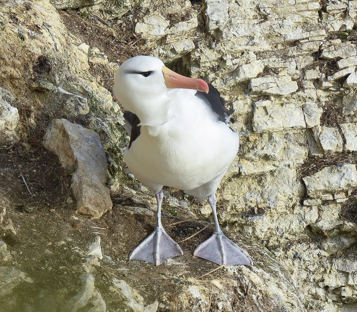 Black-browed Albatross 