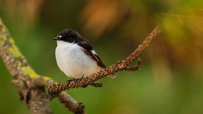 Pied Flycatcher