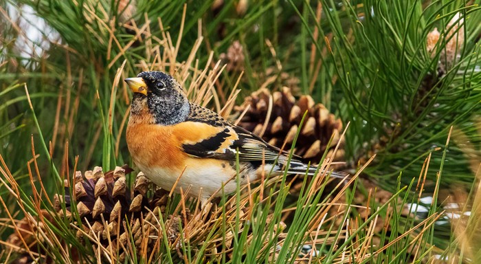 Brambling