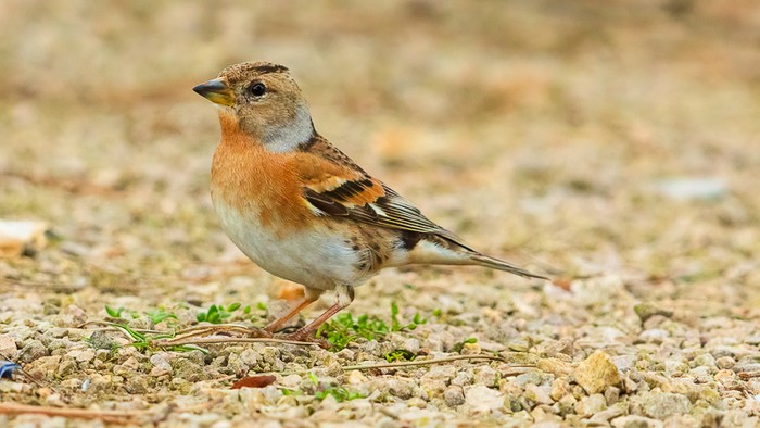 Brambling