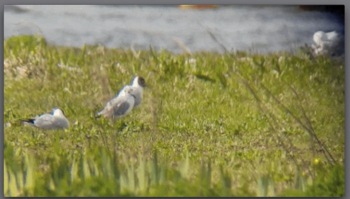 Bonaparte's Gull