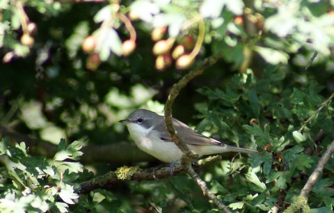 Lesser Whitethroat