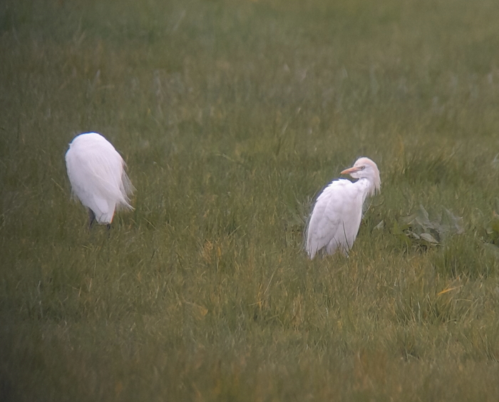 Cattle Egret