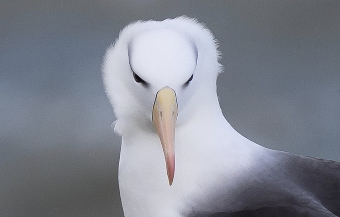Black-browed Albatross