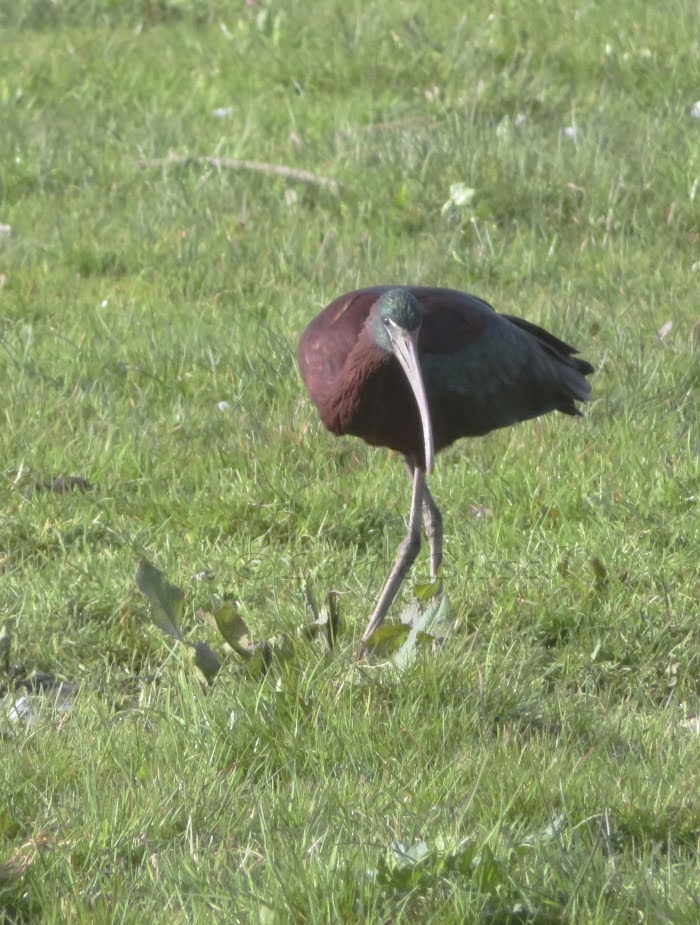 Glossy Ibis
