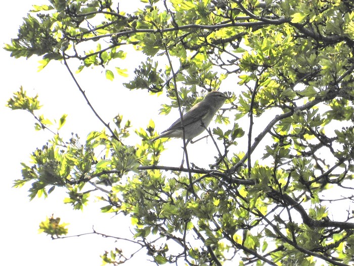 Willow Warbler