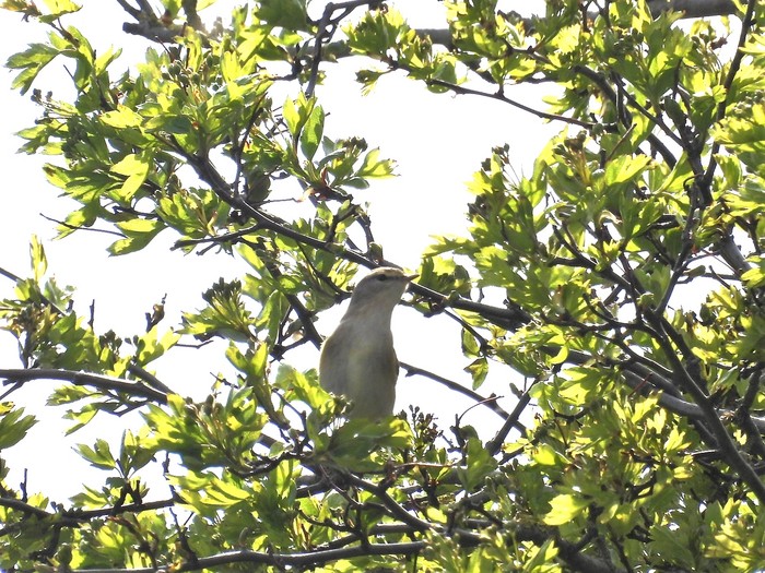 Willow Warbler