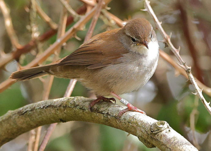 Cetti's Warbler