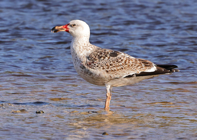 Great Black-backed Gull
