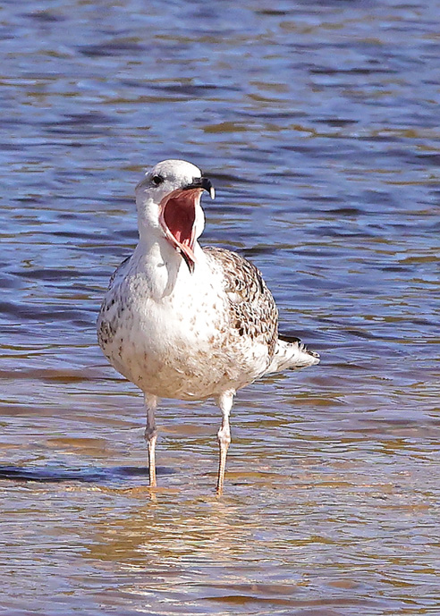 Great Black-backed Gull
