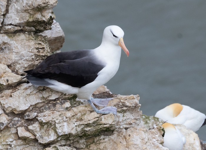 Black-browed Albatross