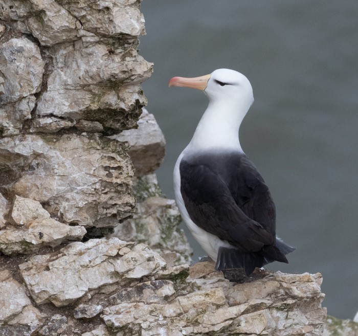 Black-browed Albatross