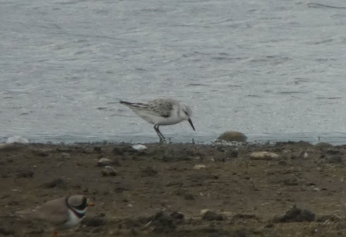 Sanderling