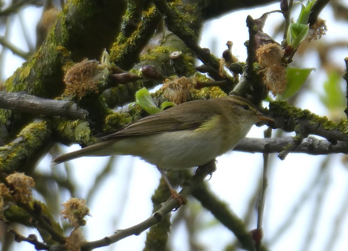 Willow Warbler