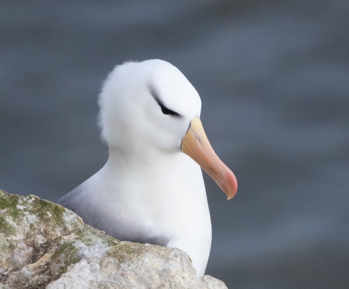 Black-browed Albatross