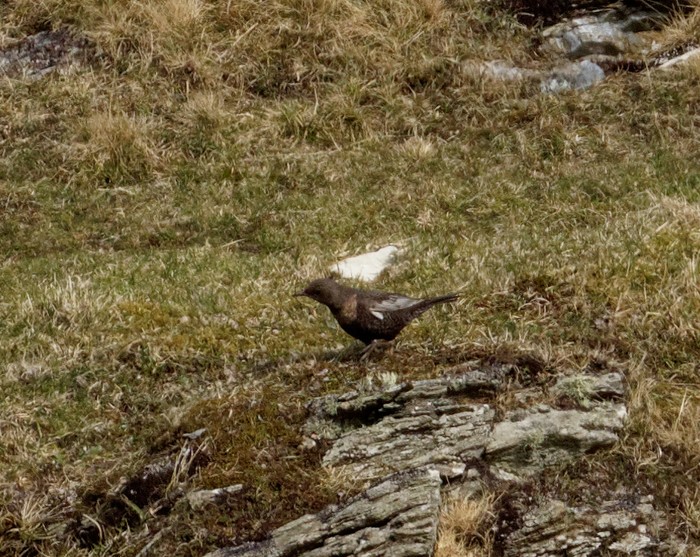 Ring Ouzel
