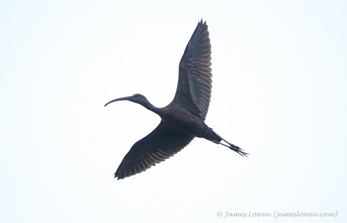 Glossy Ibis