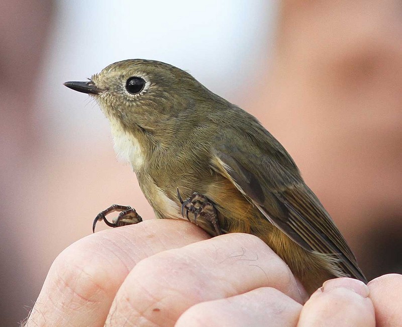 Red-flanked Bluetail