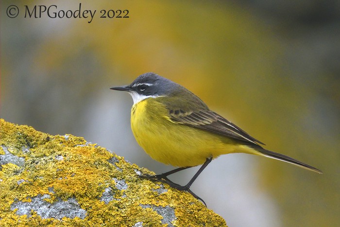 Spanish Wagtail