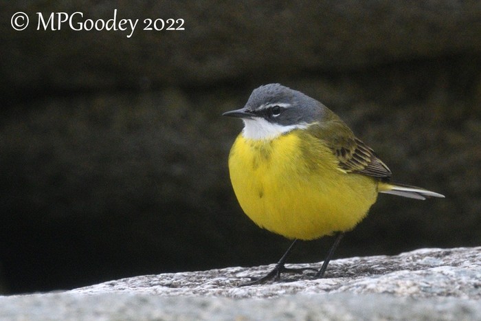 Spanish Wagtail