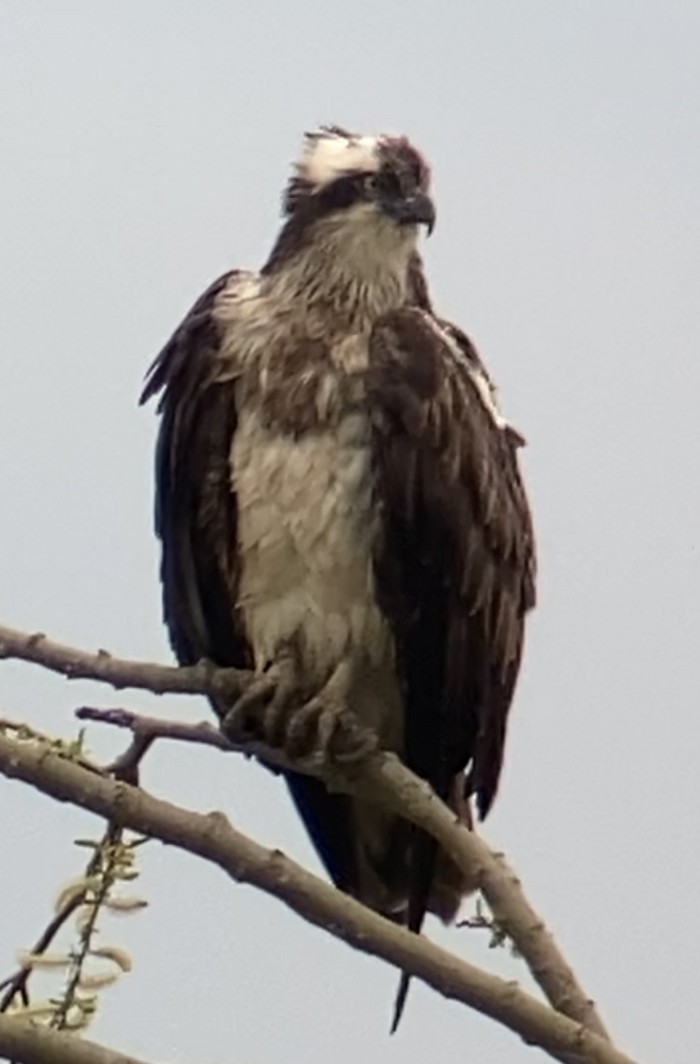 Osprey
