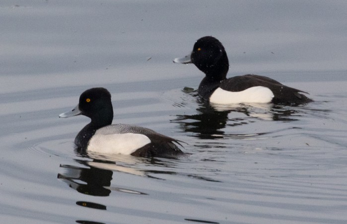 Lesser Scaup