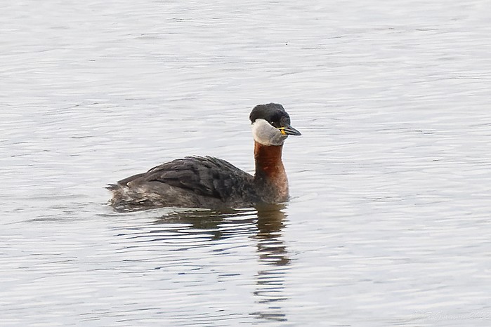 Red-necked Grebe