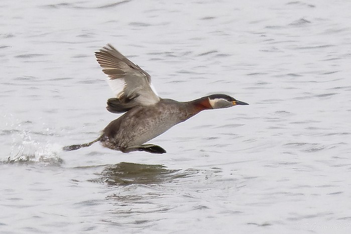 Red-necked Grebe