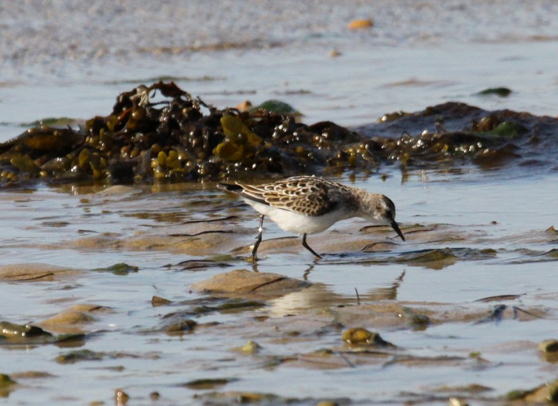 Little Stint